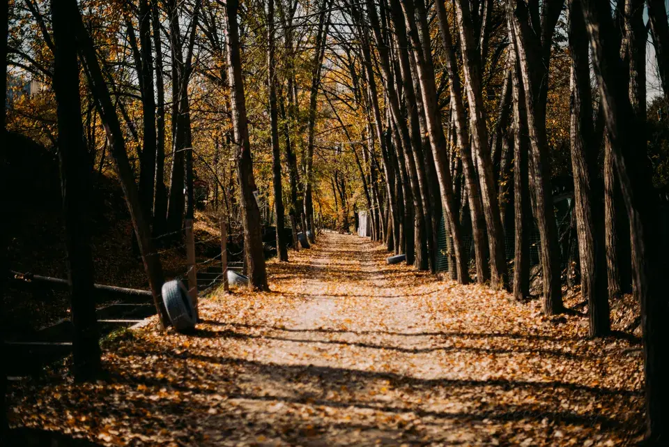 Towing Lenexa